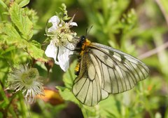 Parnassius glacialis