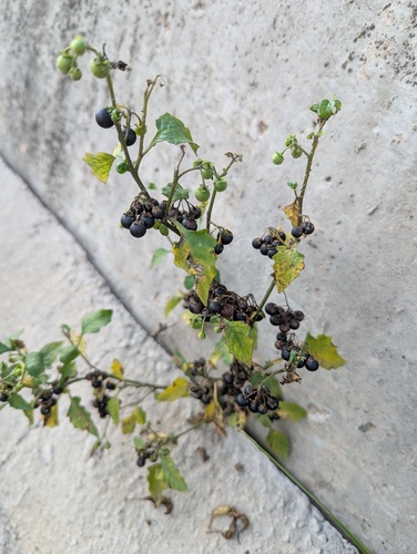black nightshade
