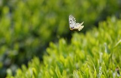 Parnassius glacialis