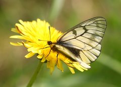 Parnassius glacialis