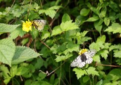 Parnassius glacialis