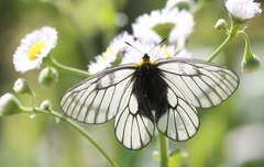 Parnassius glacialis