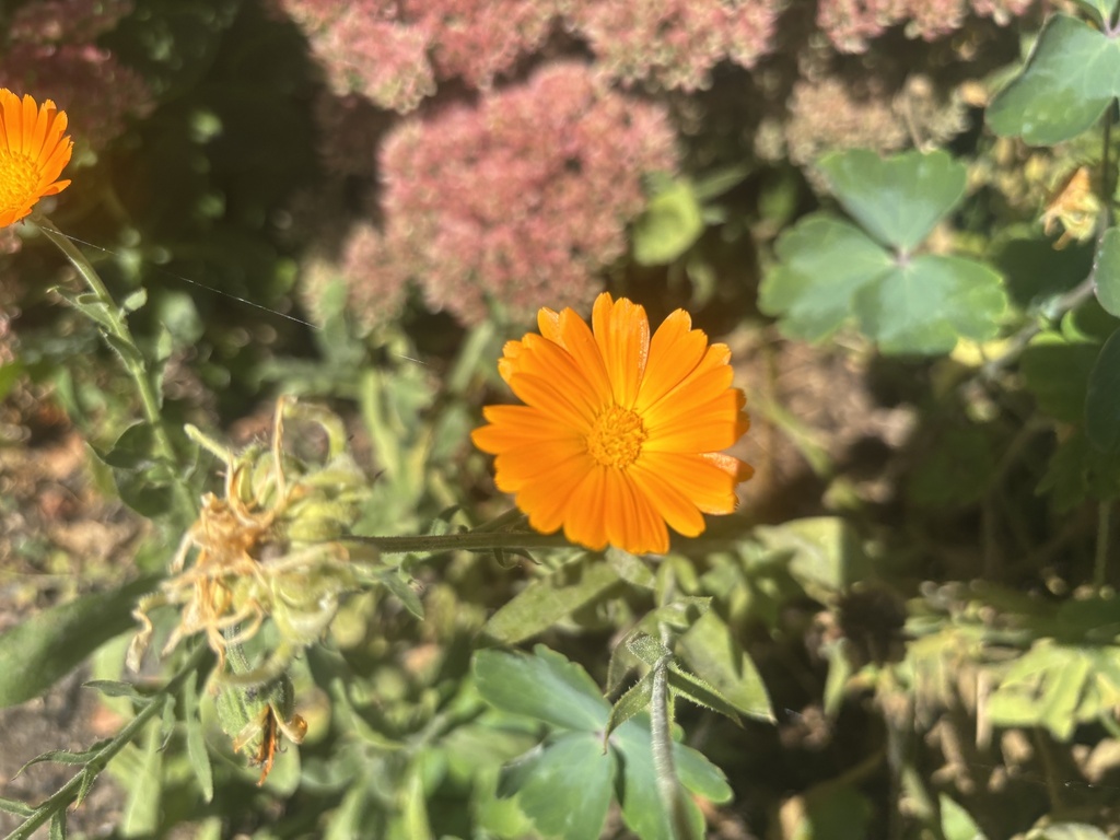 Calendula officinalis