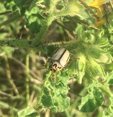 Leptinotarsa defecta