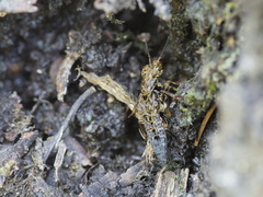 Ontholestes tessellatus
