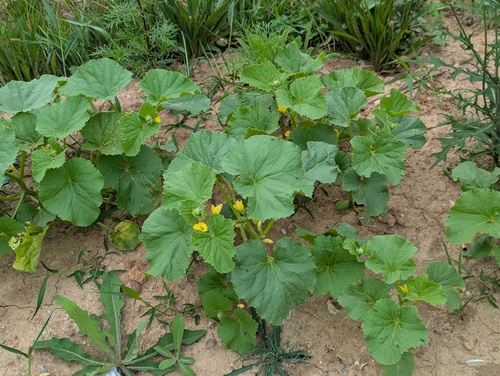 Muskmelon
