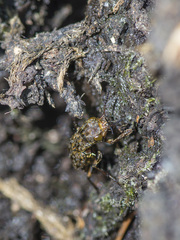 Ontholestes tessellatus