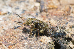 Ontholestes tessellatus
