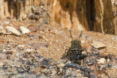 Ontholestes tessellatus