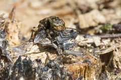 Ontholestes tessellatus