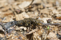 Ontholestes tessellatus