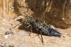 Ontholestes tessellatus