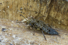 Ontholestes tessellatus