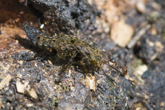 Ontholestes tessellatus
