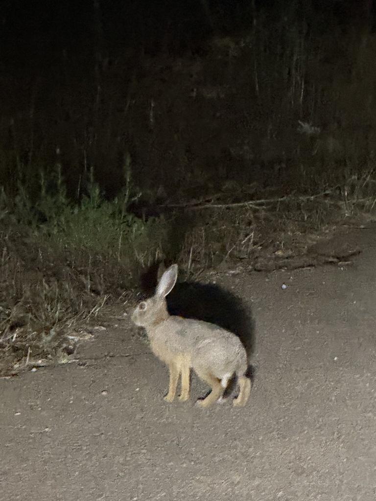 Mediterranean Hare