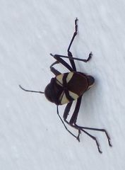 Fibrenus gibbicollis