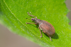 Polydrusus mollis