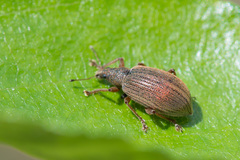 Polydrusus mollis
