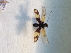 Libelloides macaronius