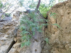 Lysiloma divaricatum