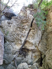 Lysiloma divaricatum