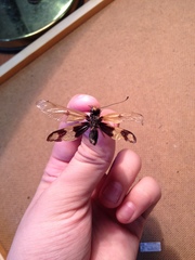 Libelloides macaronius