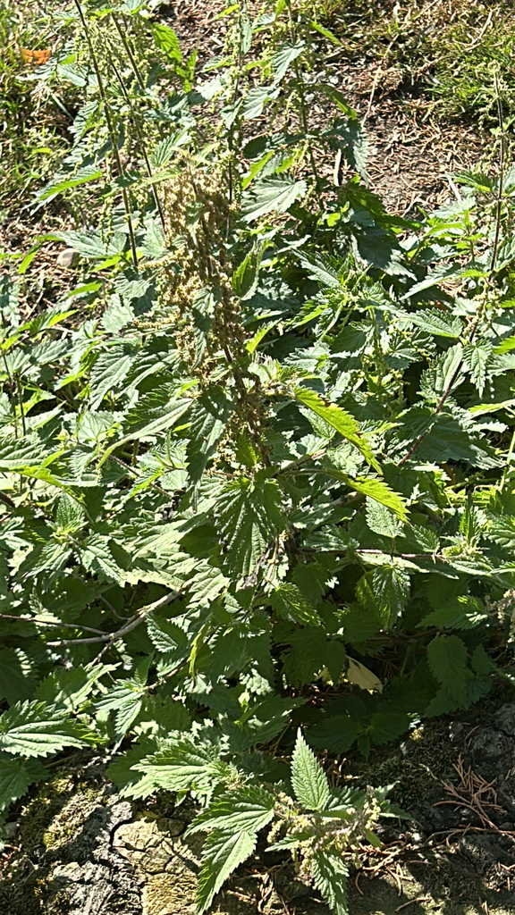 Urtica dioica