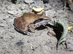 Central Grassland Frog photo 2