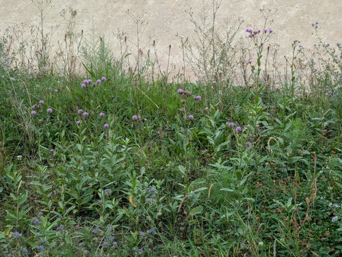 Cirsium arvense integrifolium