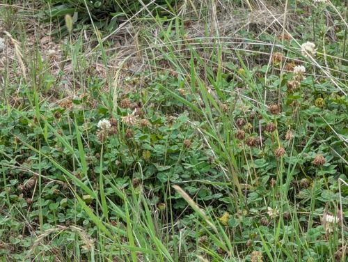white clover