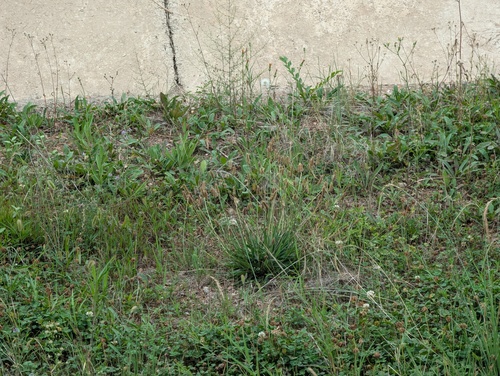 ribwort plantain