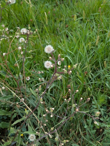 Hawkweed Oxtongue