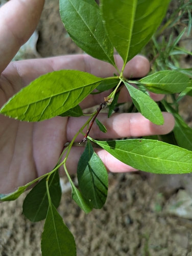 Sandcherry (Prunus susquehanae)