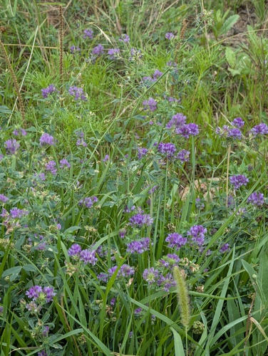 Alfalfa