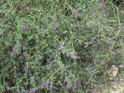 Alfalfa