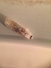 Limnaecia phragmitella