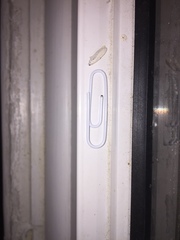 Limnaecia phragmitella