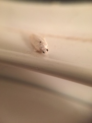 Limnaecia phragmitella