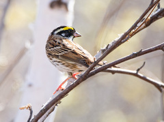 Emberiza chrysophrys