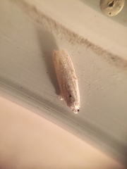 Limnaecia phragmitella