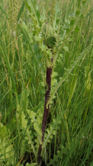 Cirsium acaule esculentum
