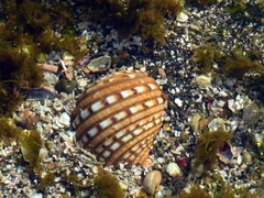 Tonna luteostoma