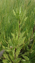 Cirsium acaule esculentum