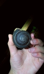 Camaena menglunensis