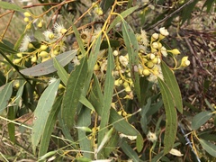 Eucalyptus leucoxylon