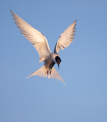 Sterna hirundo longipennis
