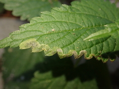 Agromyza pseudoreptans