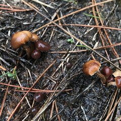 Psilocybe coprophila image