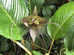 Tacca