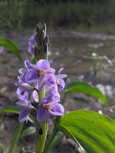 Pontederia image